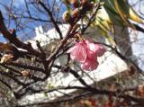 我が家の桜咲き始めました